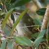 ウグイスの初鳴きが近そう