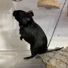 くろごまあん二世 403日目