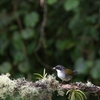 Gray-browed Brushfinch ハイマユヤブシトド