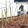 アスパラガスの収穫ピーク　熊本県山鹿市