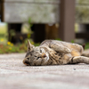 隣県西部離島のねこさん