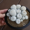 小人の帽子　