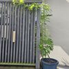 フジの剪定をしようと思ったけど、やっぱり壁掛け仕立てをしようかと誘引してみる。