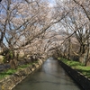 見影橋からの桜