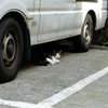 【散歩】大塚駅周辺の猫たち