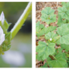 万葉集の世界に飛び込もう（その３３２６）―万葉一日一葉　「植物で見る万葉の世界」（國學院大學「万葉の花の会」発行）より」―あふひ［フユアオイ］
