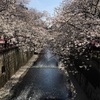 文字通りに百花繚乱ー眺めているだけで気持ちも華やぐ