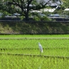 東本願寺の声明