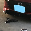 住之江マツダの黒い子猫ちゃん、知りませんか？