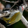 日本　自宅周辺の真冬の野鳥たち