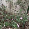 ●ギョリュウバイが咲き出し、ブルーベリーは紅葉してます。