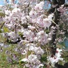 桜見納め