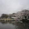 井の頭恩賜公園　桜（東京都三鷹市）