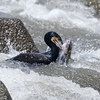 カワウ、大物と格闘・・・。