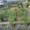 実家の畑で農作業
