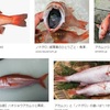 釣り人は高級魚を食べまくり？