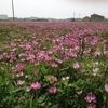 花はみな ... 手に 取るな やはり野に置け 蓮華草...