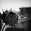 ひまわり2010