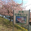 笠松　河津さくら🌸🌸🌸