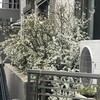 雪柳