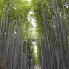 【新春世界遺産めぐりの旅】京都編②（京都御所・二条・嵐山）