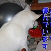パパはお疲れ