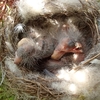 こんな感じでスヤスヤ寝てる。６日目の野鳥のヒナ