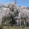 坂戸市慈眼寺のしだれ桜が見事すぎ！見頃、混雑状況、アクセスは？【埼玉】