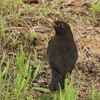 迷鳥クロウタドリ飛来　奄美大島