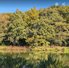 紅葉が見頃のじゅんさい池緑地公園