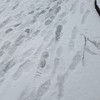 今シーズンは雪が積もったり、消えたりの繰り返し⛄️ でも雪景色は美しい。