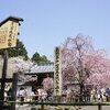 京都の桜　醍醐寺　嵐山　そして一保堂