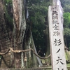 【嶺北】"日本一の木"と呼ばれる「杉の大スギ」をご案内します。