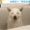 浴槽でウトウトする柴犬 風呂を堪能してると思いきやまさかの理由でネット民ほっこり「魂抜けてる系」「完全に現実逃避」