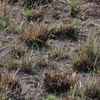 African Pipit アフリカマミジロタヒバリ