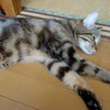 ちんぱいでちゅ