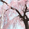 京紅枝垂桜