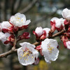 「アンズ（平和種）」の花が開き始めました。