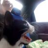 「あー･･･」猫ちゃん、初ドライブで口が開きっぱなし、驚いたの？