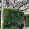 ソメイヨシノの発祥の地