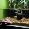オオサンショウウオ Andrias japonicus