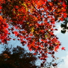 2018.11.17  三十路苑の紅葉を見てきましたよ。