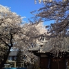 4月5日　利根川CRの桜