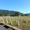 開成町金井島 新米キヌヒカリの収穫祭