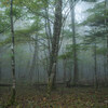 Misty forest #2