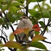 カブトムシシリーズ⑪　今日は一眼レフで撮影しました！