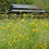 春の錦織公園プチハイキング