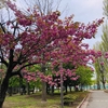 函館　クッシング症候群の日記　千代台公園の八重桜