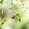 図鑑でしか見たことのなかった虫に会える幸せ