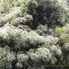 カナメモチ　Photinia glabra　五月の白い花